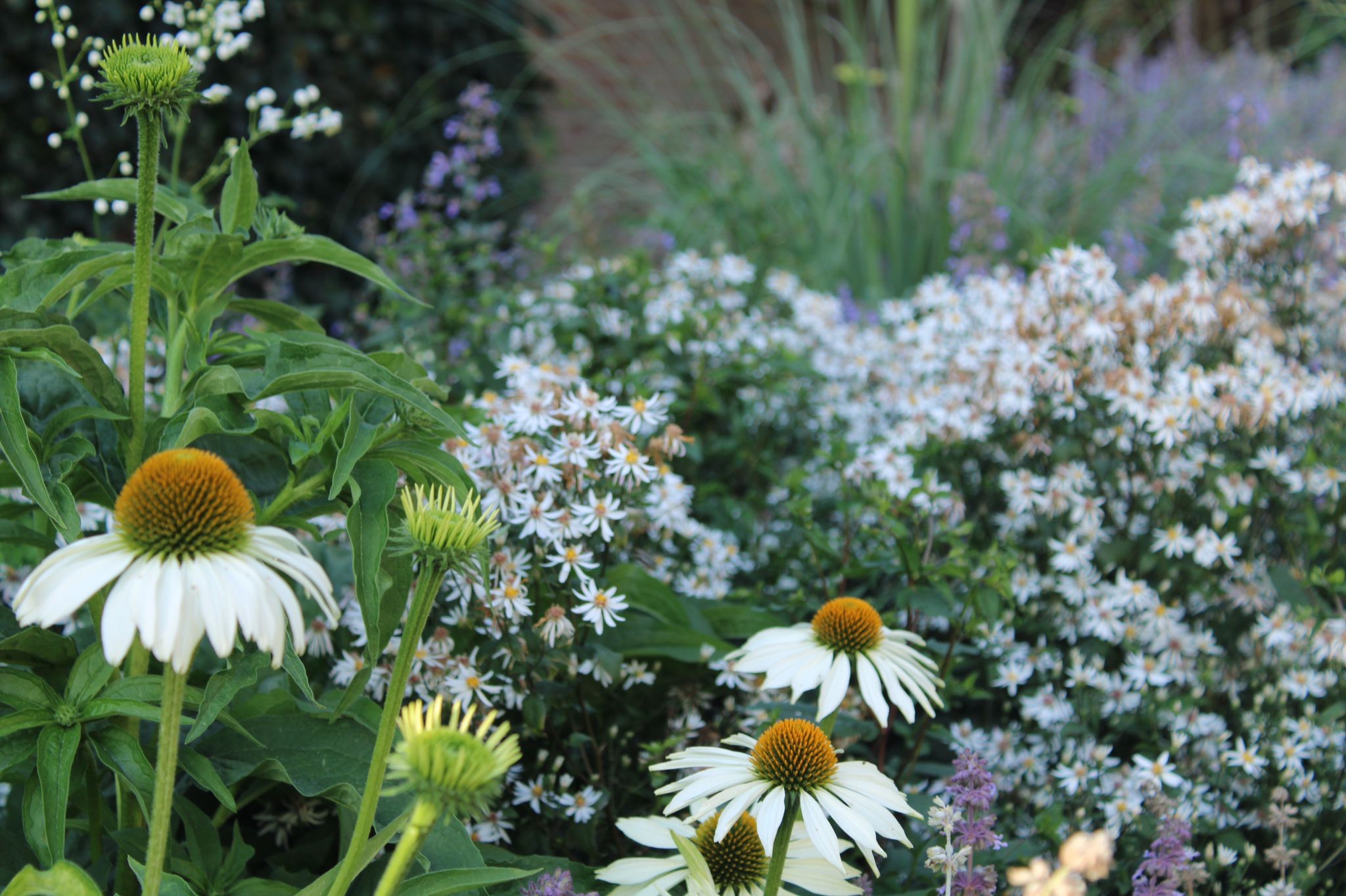 Close up bloemen