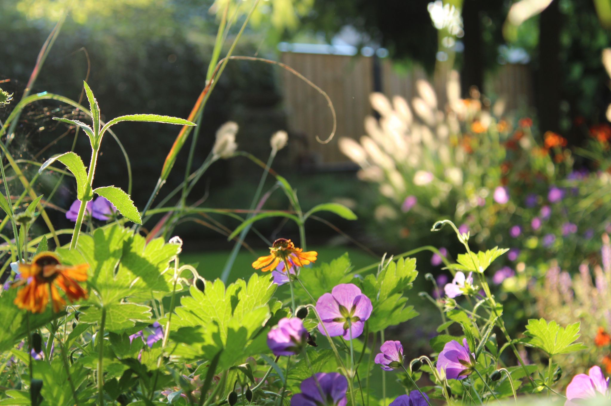 Tuin met bloemen